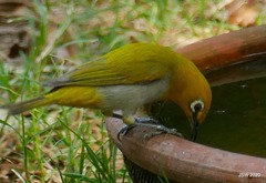 Zosterops palpebrosus