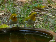 Zosterops palpebrosus