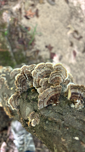 turkey-tail