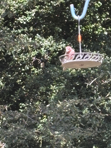 House Finch