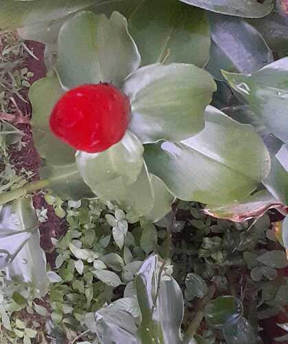 Red Button Ginger