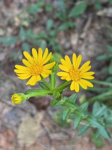 Maryland golden-aster