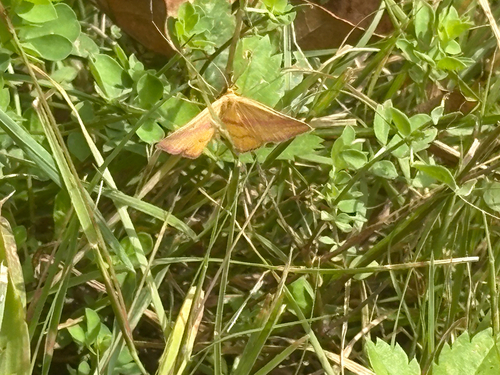 Chickweed Geometer Moth