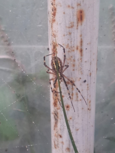 Wasp Spider