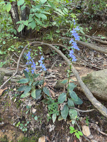 Southern Lobelia