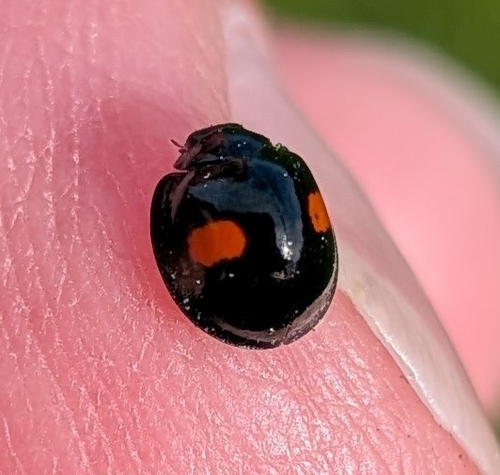 Kidney-spot Ladybird