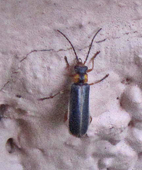 Rhagonycha lineola