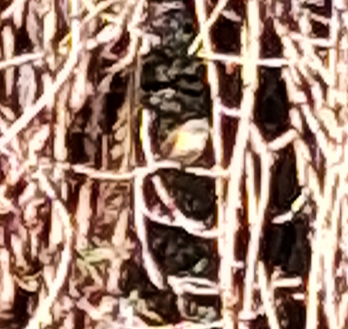 American Redstart