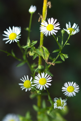 annual fleabane