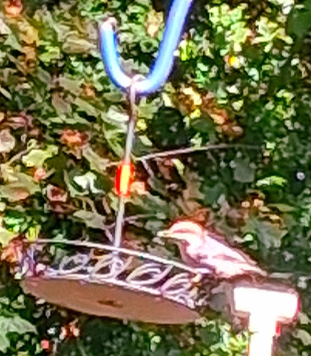Brown-headed Nuthatch