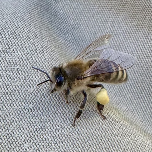 Western Honey Bee
