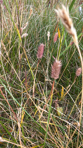 Phleum alpinum observed 2026-09-25