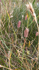 (c) Cyndy Sims (Parr), some rights reserved (CC BY) Phleum alpinum, photograph (c) Cyndy Sims (Parr), some rights reserved (CC BY)