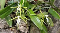 Epidendrum ciliare