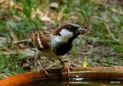 Passer domesticus