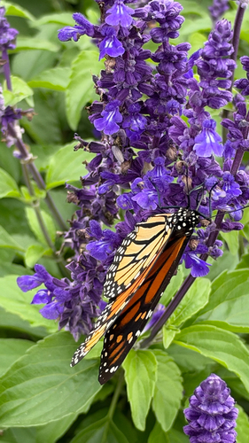 Monarch