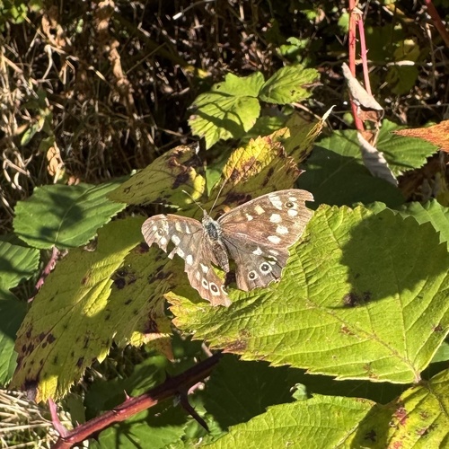 Speckled Wood