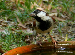 Passer domesticus