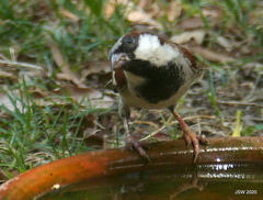 Passer domesticus