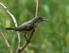 Cinnyris asiaticus