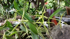 Epidendrum ciliare