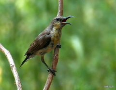 Cinnyris asiaticus