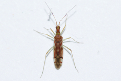 Dicyphus famelicus