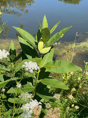 common milkweed