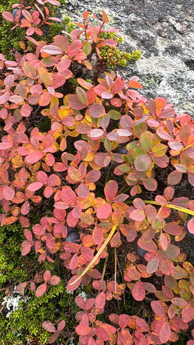 Vaccinium uliginosum