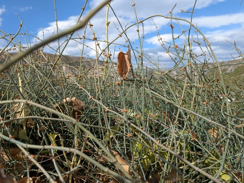 Leafless Ephedra