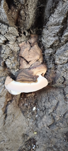 Ganoderma adspersum
