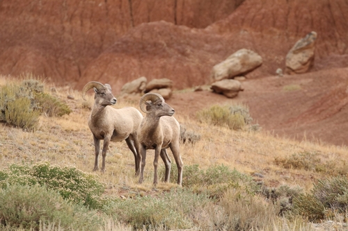 Bighorn Sheep