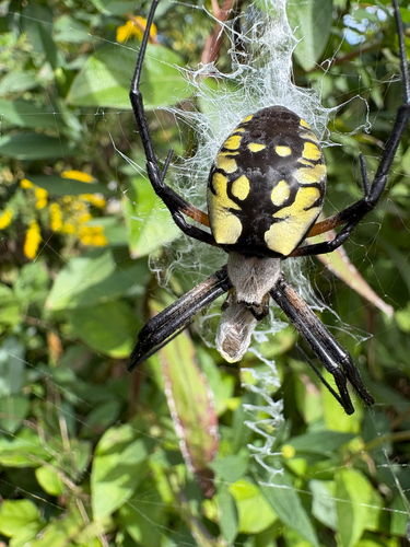 Yellow Garden Spider