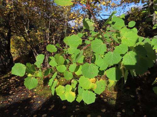 European aspen