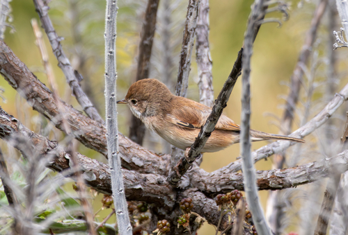 Spectacled Warbler, Madeira, PT, photo 8 of 10