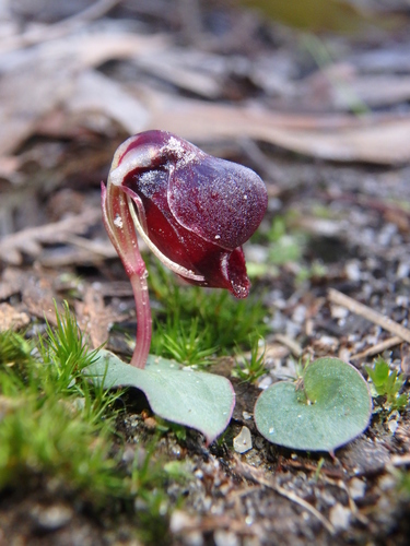 Helmet orchids (Genus Corybas) · iNaturalist