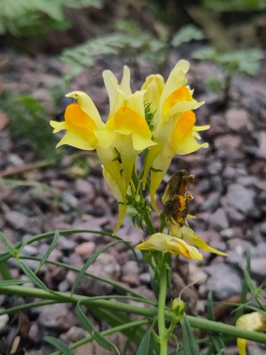 common toadflax