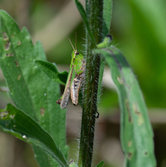 Acrididae