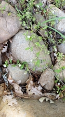 Nemophila parviflora austinae