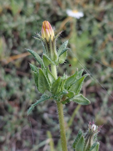 bristly oxtongue