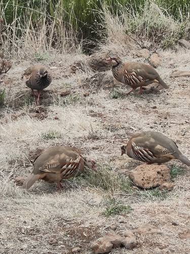 Red-legged Partridge