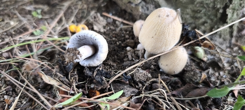 Coprinellus saccharinus