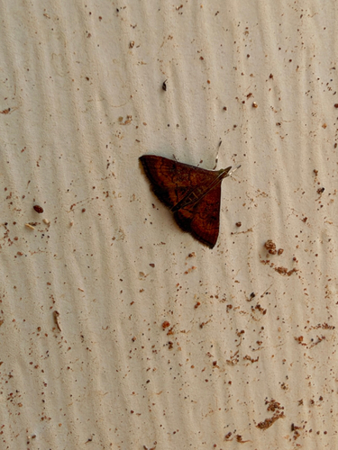 Variable Reddish Pyrausta Moth