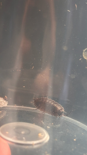 Porcellio monticola