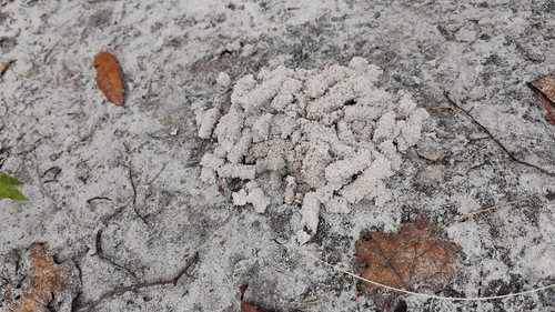 Florida Deep-digger Scarab photo 3