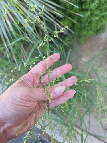 blue panic grass