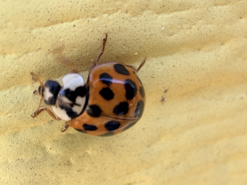 Asian Lady Beetle