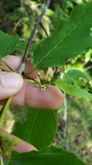 Frangula purshiana purshiana