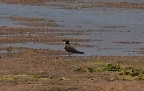 iNaturalist image