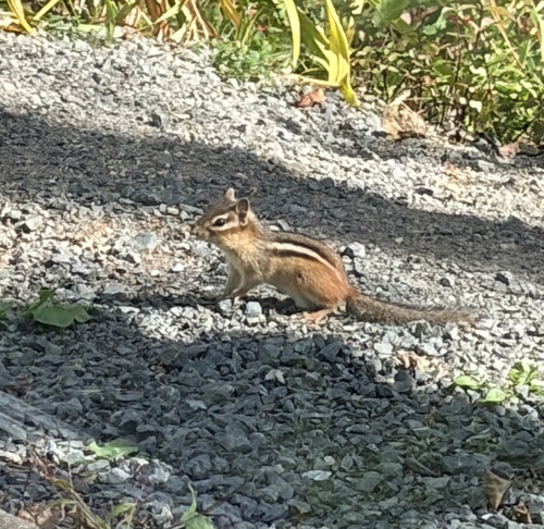 Eastern Chipmunk